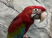 Handreared Friendly Super Tame Cuddly Baby Greenwing Macaw Parrot,7