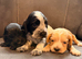 Kc registered show cocker spaniels