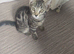 Mixed bengal kitten