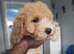 Beautiful Poochons / Bichpoos