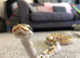 female ball python for sale