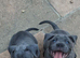 Blue staffy pups