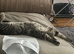 Bengal mix