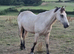 Connemara Gelding