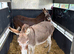 2 miniature jenny donkeys