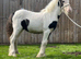 Black and white colt