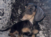 Ready to leave miniature dachshunds