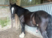 4 year old gelding