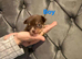 Chihuahua puppies