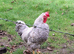 Cream Legbar Cock