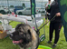 Caucasian shepherd