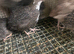 Quails males/females