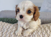 Cavalier king Charles