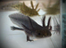 Axolotl babies