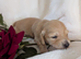 Long haired stunning puppies