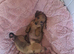 Miniature dachshund pra clear one girl