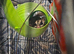 2 bonded females