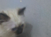 Last  boy kitten left forsale