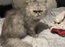 2 gorgeous Persian kittens