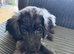Beautiful 11-Week-Old Cockapoo Puppy (Spaniel Type) – Bournemouth