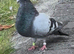 *Incredible* Spanish Ladino/horseman Pouters Pigeons for sale in Glasgow