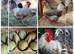 Cream Crested Legbar eggs
