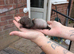 Ferrets for sale