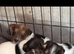 Miniature Jack Russell tri coloured boy puppy ready in two weeks