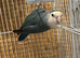 2X love bird for sale