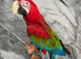 Friendly HandReared Hand Tame Talking Loving Greenwing Macaw Parrot,24