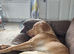 Dudley Labrador