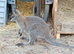Wallabies 1 years old m/f pair