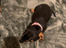 Royal KC Doberman puppies