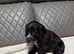 Beautiful Cocker Spaniel Girls &ndash; Ready for Loving Homes