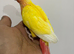 Stunning baby conures