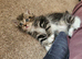 2 female kittens