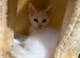 Male XL Maine coon kitten ready to leave
