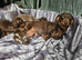 Ready now! True miniature dachshund