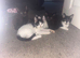 7 beautiful kittens
