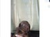 X2 Dachshund Puppies left
