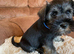 Miniature schnauzer puppies