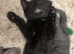 4 beautiful kittens