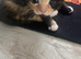 Kittens for sale. READY TO LEAVE NOW