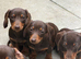 Beautiful miniature Dachshund Puppies.