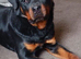Rottweiler male top male
