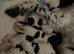 English Springer Spaniel puppies