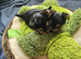 Lovely puppies for sale