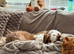 Cavalier King Charles - looking for new home.