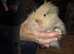 Lionhead Baby Rabbits For Sale 8 Weeks Old