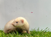 Baby Ferrets &ndash; Boys & Girls Available